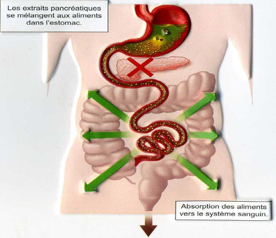 gastrique Absorption Prise d extraits pancréatiques Digestion