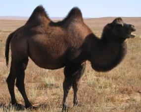 Ce que je sais : Ramsès compte 52 pattes et comme chameaux et dromadaires ont chacun 4 pattes,