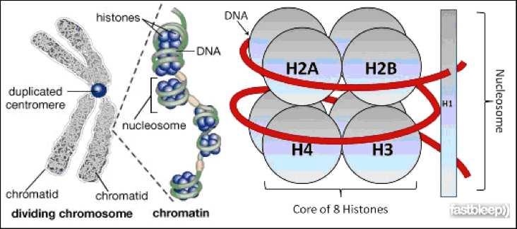 Les histones : protéines de liaison à l'adn Nucléosome : Octamère d'histones + double hélice d'adn 1er niveau d'empaquetage de