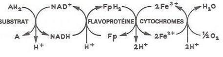 Mécanisme de la phosphorylation oxydative: 1- couplage entre l oxydation du substrat et la