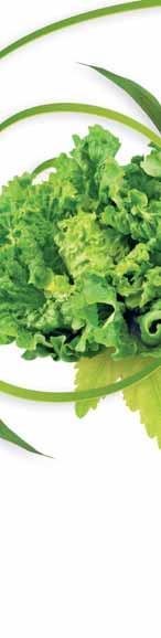 l agriculture de durable vision Une LA SALADE Nom : salade