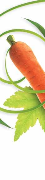 l agriculture de durable vision Une LA CAROTTE Nom : carotte Calibre : 20/40 et 40+ Production annuelle : 7000 tonnes