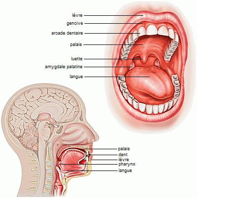 La bouche : elle s ouvre par l orifice buccal limité par deux lèvres, limitées en haut par le palet, qui la sépare des fausses nasales.