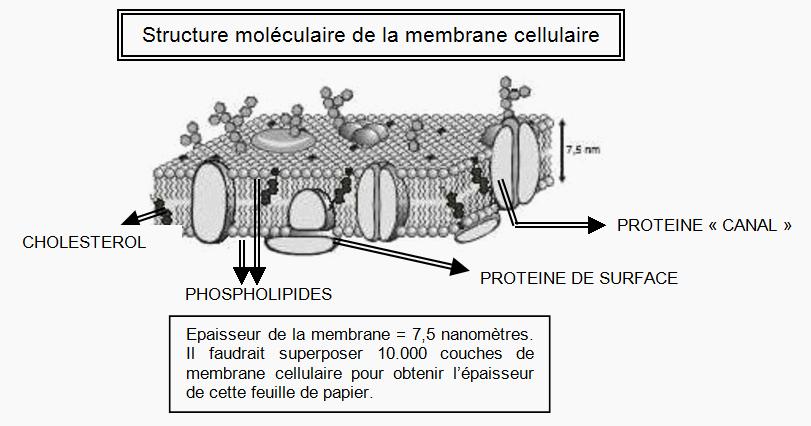 Continuons notre «démontage» de la cellule en analysant les trois principaux éléments : la membrane, le noyau, le cytoplasme.