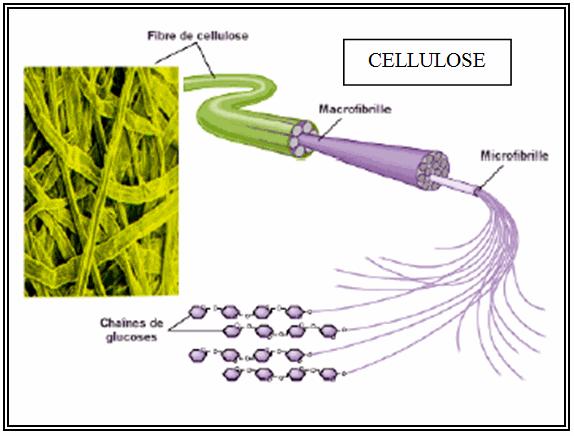 L amidon, présent dans les farines céréalières et les végétaux, doit également être digéré en molécules simples de glucose.