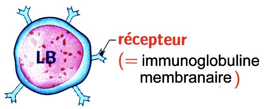 2. Les lymphocytes, les cellules de l immunité adaptative Document 2 : Les lymphocytes Les lymphocytes B et les lymphocytes T sont très semblables au microscope et ne sont pas différenciables.
