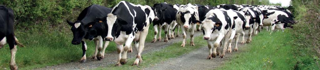 Race Prim Holstein Les résultats technico-économiques Production laitière Nombre de vaches moyen 60 Lait total produit (kg) 505 828 Lait brut (kg/vl) 8 391 Ha de SFP 57,2 Lait/ha SFP 8 843 Niveau
