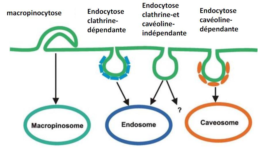 Endosomes et pathogènes Cas des virus Les virus peuvent utiliser diverses voies d endocytose pour infecter une cellule Infection directe par fusion avec la MP pour certains virus (ex: VIH) Voies d