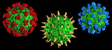 Virus nus Canyons, plateaux Ex Rhinovirus et ICAM Fibre Ex Adénovirus: