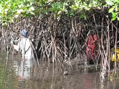 mangroves Culture des