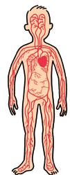 Chaque élément a une fonction précise : Les globules rouges Ils transportent l oxygène que l on respire depuis les poumons jusqu aux cellules du corps.