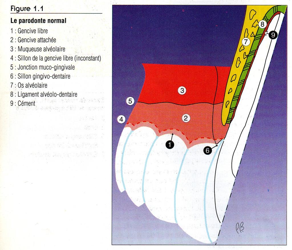 Figure 1: Le parodonte normal 1 : Gencive libre 2 : Gencive attachée 3 : Muqueuse alvéolaire 4 : Sillon de la gencive libre (inconstant) 5 : Jonction muco-gingivale 6 : Sillon gingivo-dentaire 7 :Os