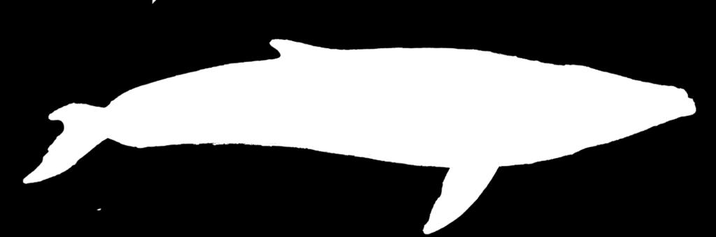 Les cétacés 1-1 cycle 3 Cétacés Malgré leur ressemblance avec les poissons, les cétacés sont des mammifères, c est-à-dire qu ils respirent avec des poumons et allaitent leurs petits.