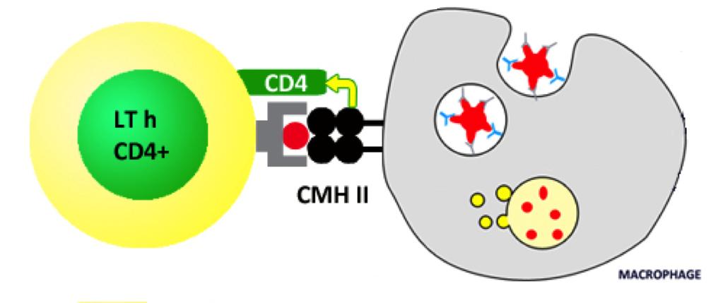 CD4+ Reconnaissace Ag présenté par CMH II Cellule présentatrice d Ag An?gènes exogènes Deuxième signal ac?vateur Régula?