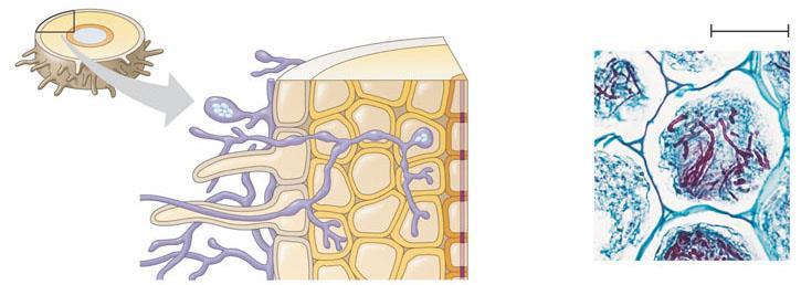 Cortex Cortical cells 10 m Endoderme Hyphe