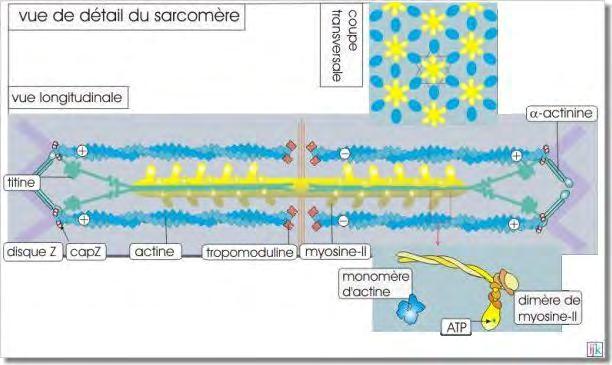 Objectif 9: expliquer leur interactions dans les cellules musculaires striées Les têtes de myosine interagissent avec plusieurs MFF Les filaments d actine musculaire sont stabilisés par : α-