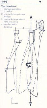 Radius 1)Présentation Os long, pair, non symétrique Représente le squelette latéral de l avant bras Articulé avec le carpe, l humérus, et l ulna Grosse extrémité représente son épiphyse distale