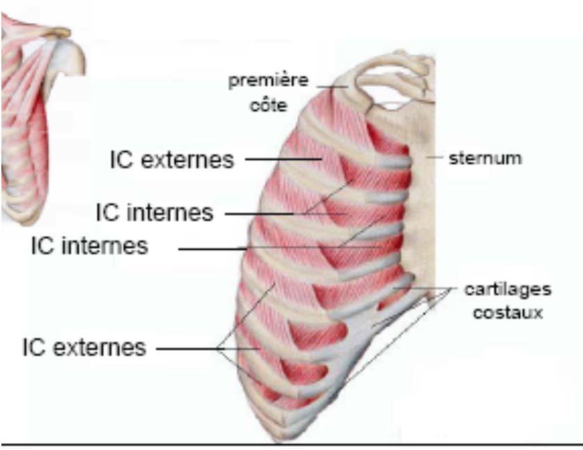 Les muscles respiratoires les muscles inspiratoires Les muscles intercostaux externes, orientés en bas et en avant,