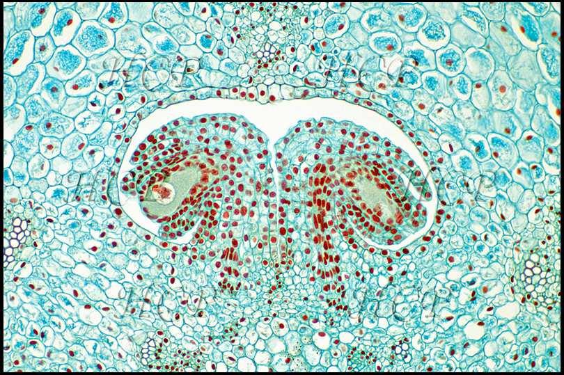 Le carpelle est une enveloppe protectrice du pistil définissant une cavité contenant un ou plusieurs ovules. L'ovule est un organe qui renferme le gamétophyte femelle. C est un macrosporange.