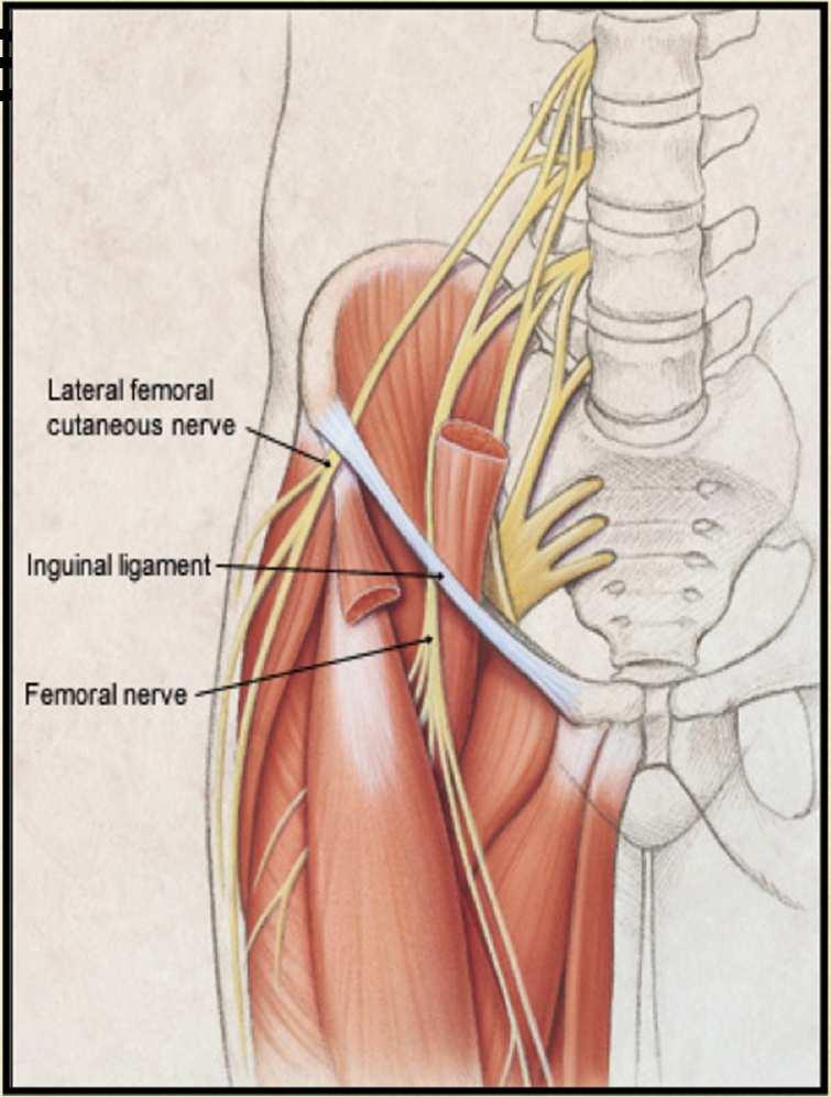 Branches collatérales : nerf cutané Origine :L1 L2 latéral de cuisse Trajet avec le nerf fémoral au bord lateral du psoas puis sous le fascia iliaca puis direction latérale, passage entre le
