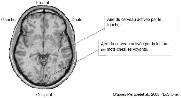 2ème PARTIE Exercice 1 (3 points) NEURONE ET FIBRE MUSCULAIRE : LA COMMUNICATION NERVEUSE Motricité et plasticité cérébrale Le cortex, partie la plus externe du cerveau se caractérise, entre autres,