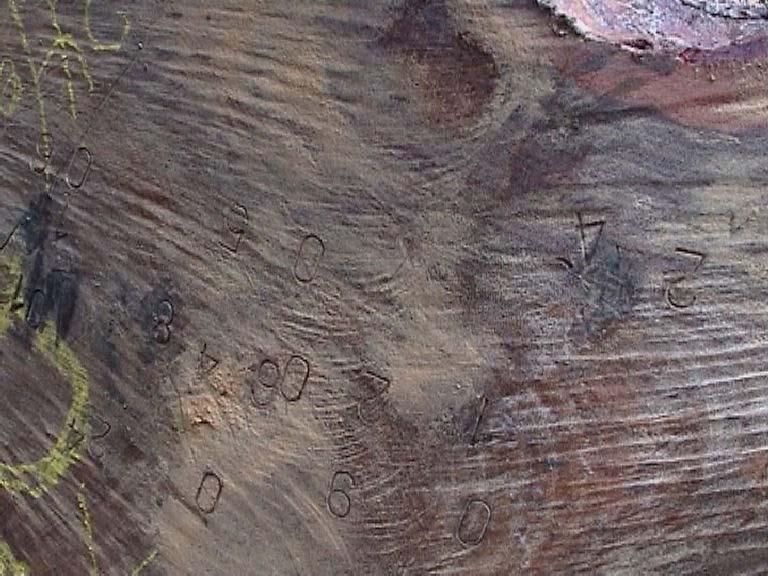 De même, une seconde bille de Tali mesurant 9,50m a été trouvée abandonnée en forêt.