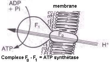 figure 3 figure 4 Dans une cellule, l ATP peut être synthétisé : - par phosphorylation au niveau du substrat, dans le cytoplasme ; - par phosphorylation liée à un gradient électrochimique de protons