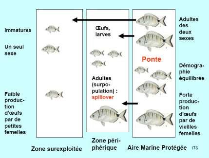 3.3. Poursuivre l étude de l effet réserve sur la réserve de Carry-le-Rouet protégée depuis près de 30 ans La démarche : Poursuivre le suivi des peuplements de poissons en plongée en adoptant la