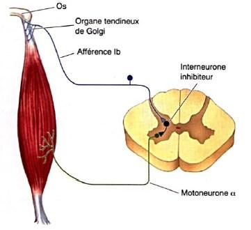 0rganes tendineux de Golgi (info variation de tension du tendon) - Activation de Ib - Inhibition motoneurone α - Relâchement