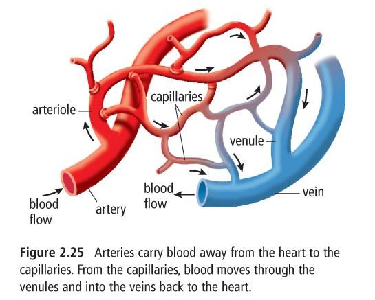 5.3 Les différents types de vaisseaux Les artères : transportent le sang oxygéné à l'extérieur du coeur. Les artérioles : sont des artères plus petites.