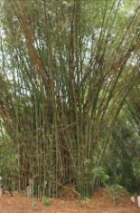 12 Photos 1 et 2 Délimitation de la partie guinéenne du bien par la haie de bambous (Source : EMC2I).