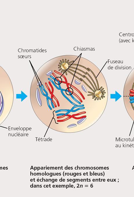 Prophase I Condensation des chromosomes Appariement des chromosomes homologues Formation du fuseau de division Lors de la synapsis les chromosomes appariés s ammarrent l un a l autre avec les allèles
