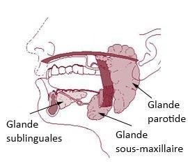 Les glandes salivaires : Description Dans cette fiche nous allons décrire l organisation des glandes salivaires responsables d synthèse de la salive, nous n aborderons pas de l anatomie de la cavité