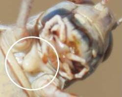 Acridoidea Clé des genres ACRIDOIDEA CLE DES GENRES 1(10) - Présence d un