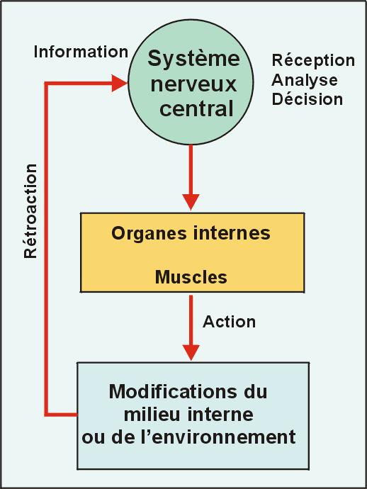 Mode d action du système nerveux Mémoire 1.
