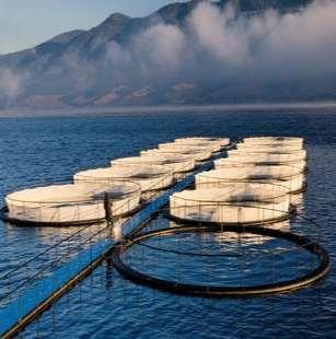 L AQUACULTURE MARINE AU CŒUR DE LA DYNAMIQUE RÉGIONALE L aquaculture est intégrée dans les plans