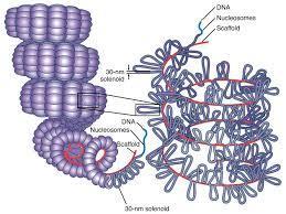 Spiralisation de la fibre A en solénoïde