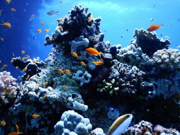 Chacun est invité, dans les heures libres, à nager le long des récifs où l on peut admirer la vie de centaines de poissons, coraux et crustacés de tous genres et de toutes les couleurs.