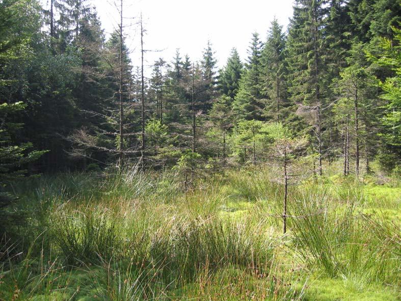 Un environnement forestier stable MAIS 10 % des zones humides entourées par plantations résineux Enrésinement = pression environnementale forte Gestion spécifique