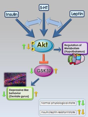 Figure 4: Dialogue entre l insuline, la leptine et la