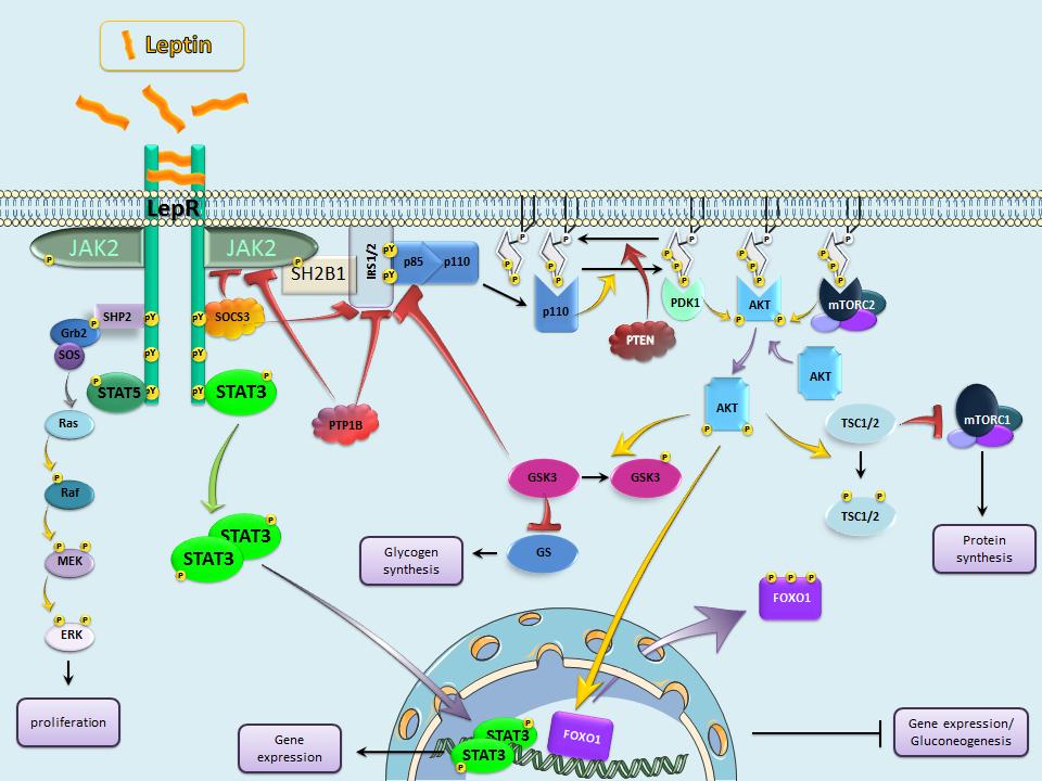 Durant cette thèse, nous avons étudié l interaction des voies de signalisation entre leptine, insuline et sérotonine dans une structure cérébrale impliquée dans la dépression, l hippocampe.