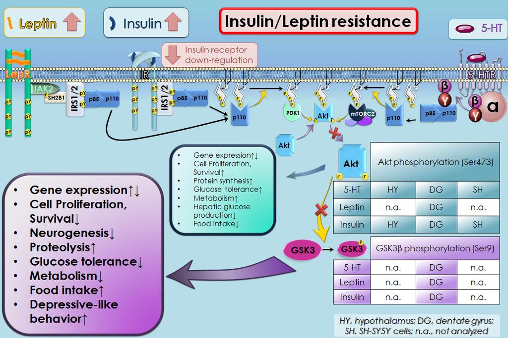 Figure 3: L activation de PI3K/Akt/GSK3β par l insuline, la leptine et la serotonine aux conditions normales et pathologiques.