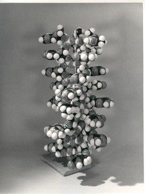 rayons X, 1951, Rosalind Franklin