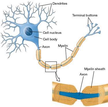 2- Les neurones: D- Les fibres nerveuses: D- 1- Les fibres myélinisées: Le tissu nerveux Couvertes de gaine de myéline.