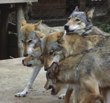 1. Canis lupus et Canis familiaris ont le même ancêtre commun.