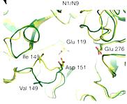 Neuraminidase des virus influenza A Domaine - transmembranaire Tête N