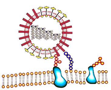 Mécanismes de résistance r des virus Influenza virus aux INAs NA HA Liaison HA/ Acide Sialique étroite Fonction NA adaptée Libération virions ++++ Capacité de multiplication ++++ Récepteur étroite à