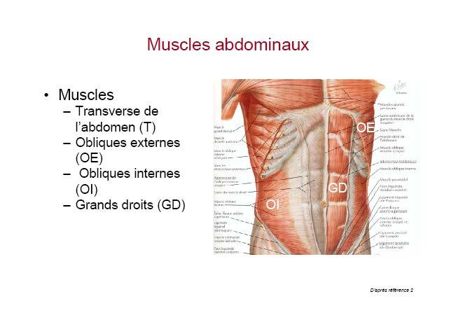 MUSCLES EXPIRATOIRES Abdominaux : Transverse de l abdomen Oblique externe Oblique interne Grand droit Contraction : Compression des viscères : refoulement du diaphragme