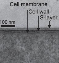 Une cellule sphérique d'une diamètre de 1 micromter pourrait etre couvert d'une couche S de 100 nm de diamètre.
