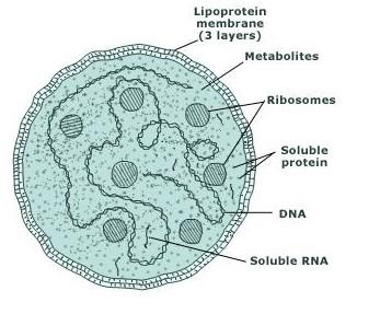 La capsule bactérienne: une couche de polysaccharide à l'extérieur de la cellule.